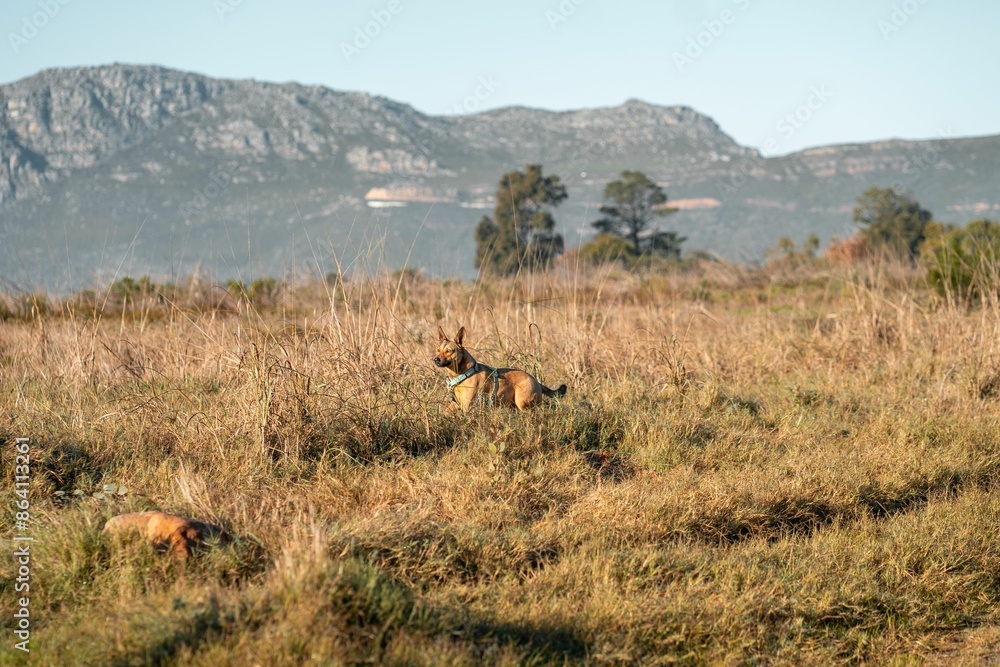 Fototapeta premium Dog standing in a grassy field with mountains in the background on a clear day.