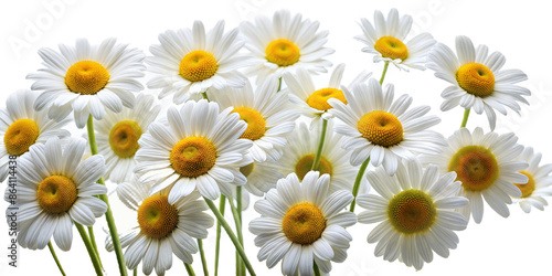 daisies flower on transparent background