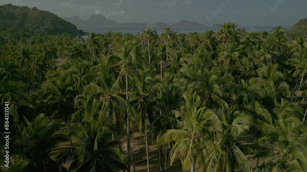 Forward aerial of palm trees by coast of island in the Philippines Forward aerial of palm trees by coast of island in the Philippines
