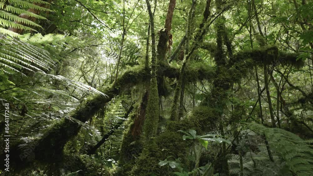 Moss covered trees in a forest in New Zealand. Moss covered trees in a forest in New Zealand.