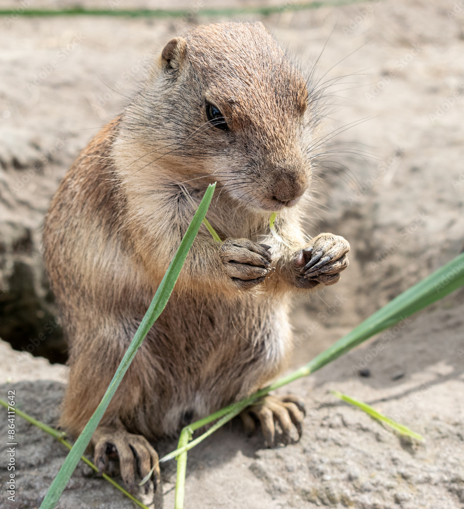 Naklejka premium Prairie Dogs in the Zoo