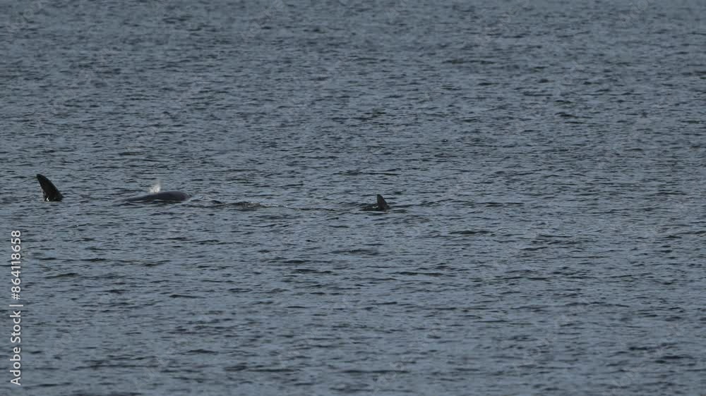 Orca whales in the sea, one showing fin above water, another blowing air and water through blowhole, Calm slow motion Orca whales in the sea, one showing fin above water, another blowing air and water through blowhole, Calm slow motion