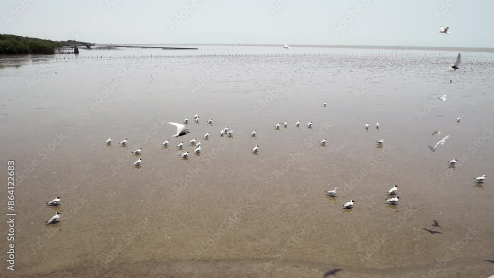 Different species of migratory seagulls are wading and looking for some food in the muddy waters of Bangpoo, a coastal area located near Bangkok, in Thailand. Different species of migratory seagulls are wading and looking for some food in the muddy waters of Bangpoo, a coastal area located near Bangkok, in Thailand.
