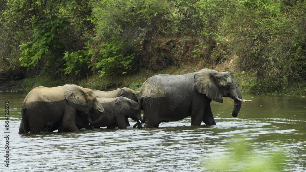 Six African elephants crossing a river. There is a baby among the group protected by the adults. There are markings on the elephant skin showing how far the water reached. Six African elephants crossing a river. There is a baby among the group protected by the adults. There are markings on the elephant skin showing how far the water reached.