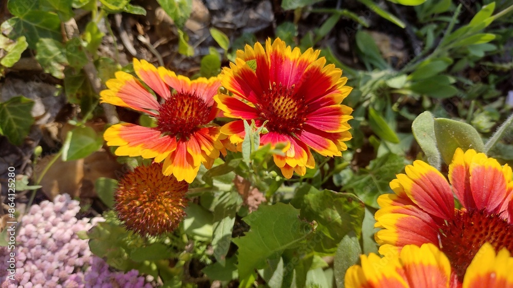 Gaillardia pulchella orange flower in the garden Gaillardia pulchella orange flower in the garden