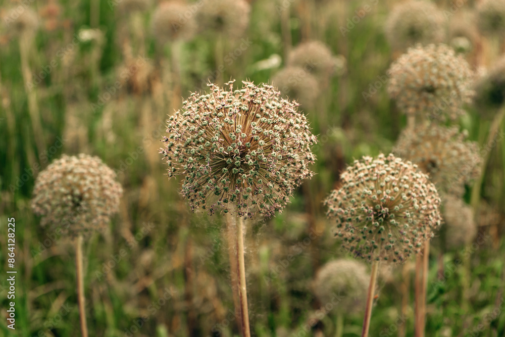 Globular blooming cute original unusual plants close-up Globular blooming cute original unusual plants close-up