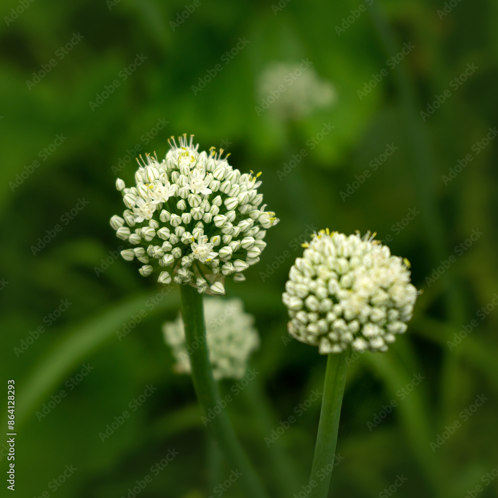 Onion flowers close up on green background Onion flowers close up on green background