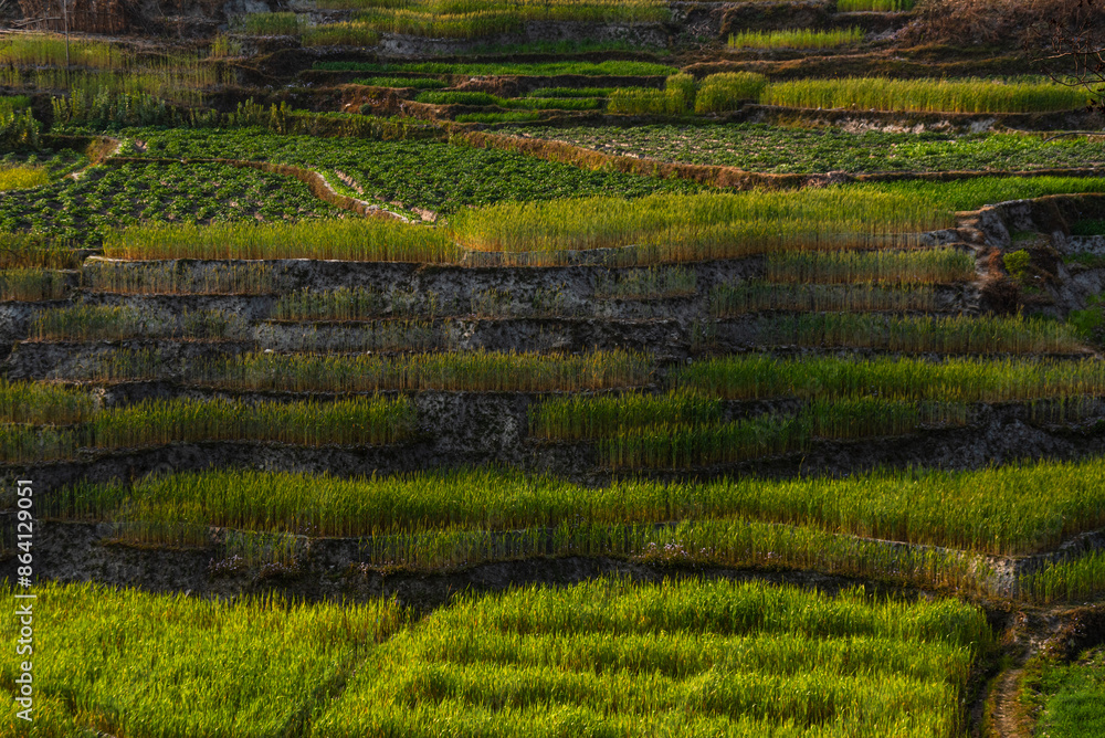 Tranquil scenery of lush green rice field on terraces, rural countryside, Nepal, Asia Tranquil scenery of lush green rice field on terraces, rural countryside, Nepal, Asia