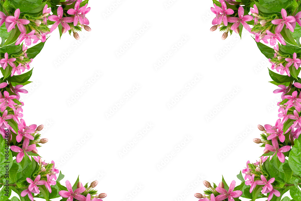 Pink flower frame isolated Pink flower frame isolated