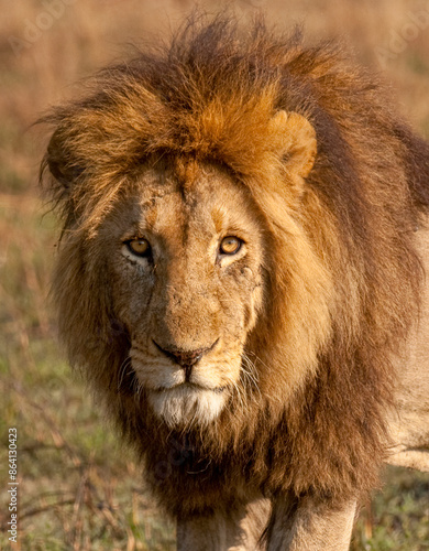 A young male lion (Panthera leo), his mane will darken as he gets older, Zambia, Africa photo