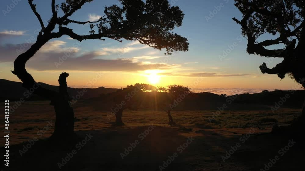 Trees of Fanal Forest at Sunset. Aerial Drone Shot. Madeira, Portugal. Moving Forward Slowly Trees of Fanal Forest at Sunset. Aerial Drone Shot. Madeira, Portugal. Moving Forward Slowly