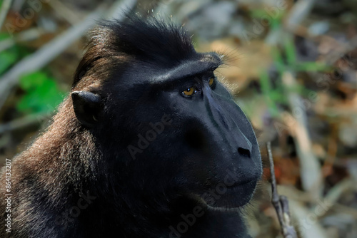 Crested black macaque (Macaca nigra) a native ape-like monkey with striking eyes, face and hair tuft, Tangkoko Reserve, Minahasa, N Sulawesi, Indonesia, Southeast Asia, Asia