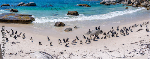 View of African penguins on Boulders Beach, Seaforth, Table Mountain National Park, Cape Town, Western Cape, South Africa, Africa photo