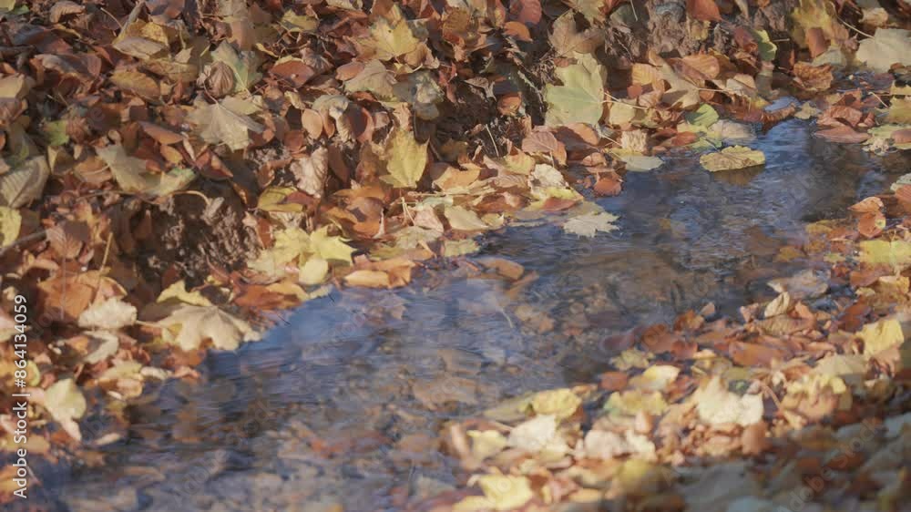 A shallow stream flows slowly through the autumn forest, its banks covered with a thick blanket of fallen leaves. A close-up slow-motion video. A shallow stream flows slowly through the autumn forest, its banks covered with a thick blanket of fallen leaves. A close-up slow-motion video.