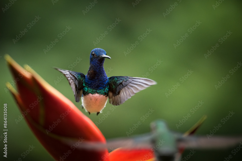 Obraz premium White-necked Jacobin Male Hummingbird, Lowland rainforest, Sarapiqui, Costa Rica, Central America