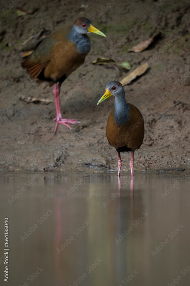 Fototapeta premium Russet naped Wood-rail, Cano Negro, Alajuela Province, Costa Rica, Central America