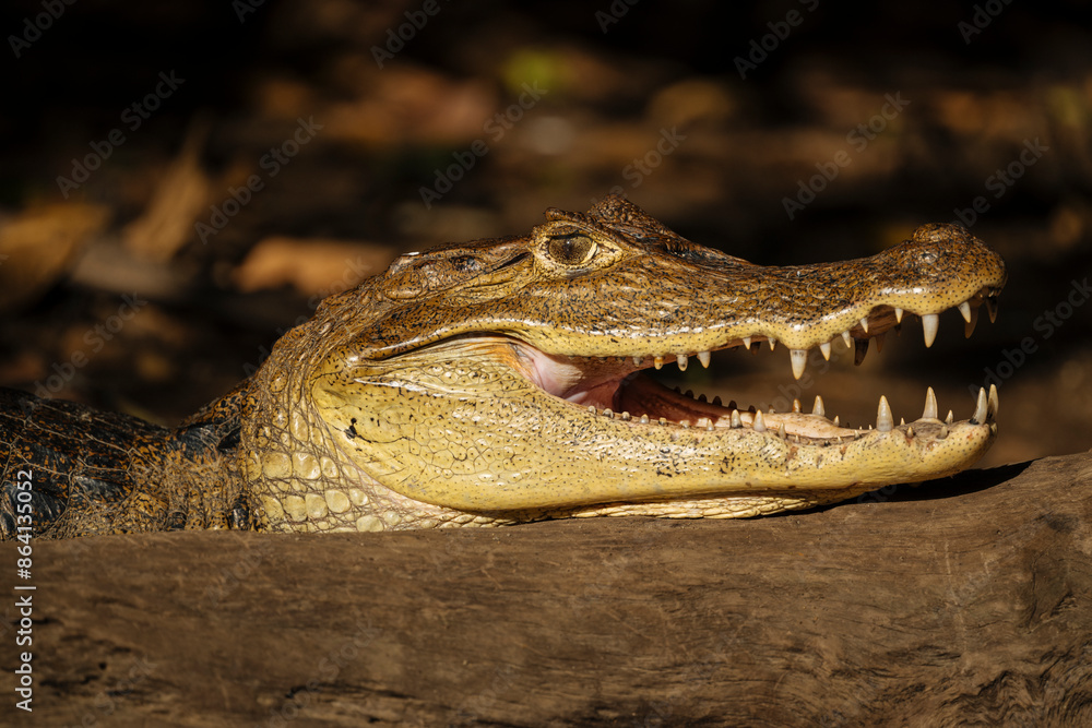 Fototapeta premium Caiman, Cano Negro, Alajuela Province, Costa Rica, Central America