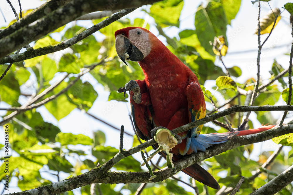 Scarlet Macaw (Ara macao), SarapiquA�, Costa Rica, Central America Scarlet Macaw (Ara macao), SarapiquA�, Costa Rica, Central America