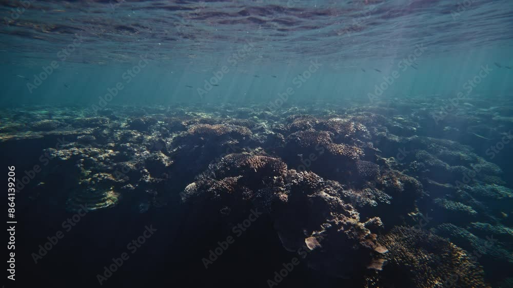 Sun rays shine across complex underwater texture from reef in Australia Sun rays shine across complex underwater texture from reef in Australia
