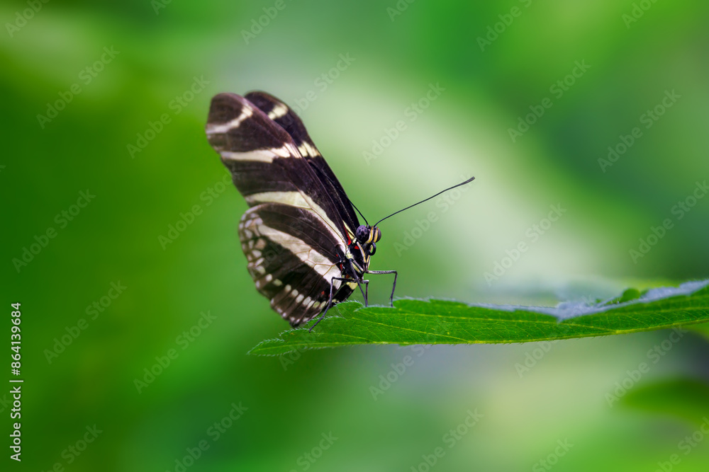 Fototapeta premium Zebra longwing butterfly, Heliconius charithonia, a species of butterfly from the subfamily Heliconiinae of the family Nymphalidae. Endemic to the southern states of USA, central and south America.