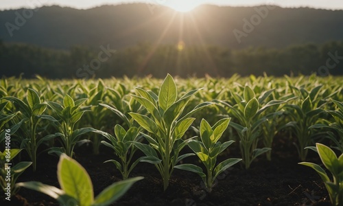 Close Up of a Young Plant Bathed in Morning Light