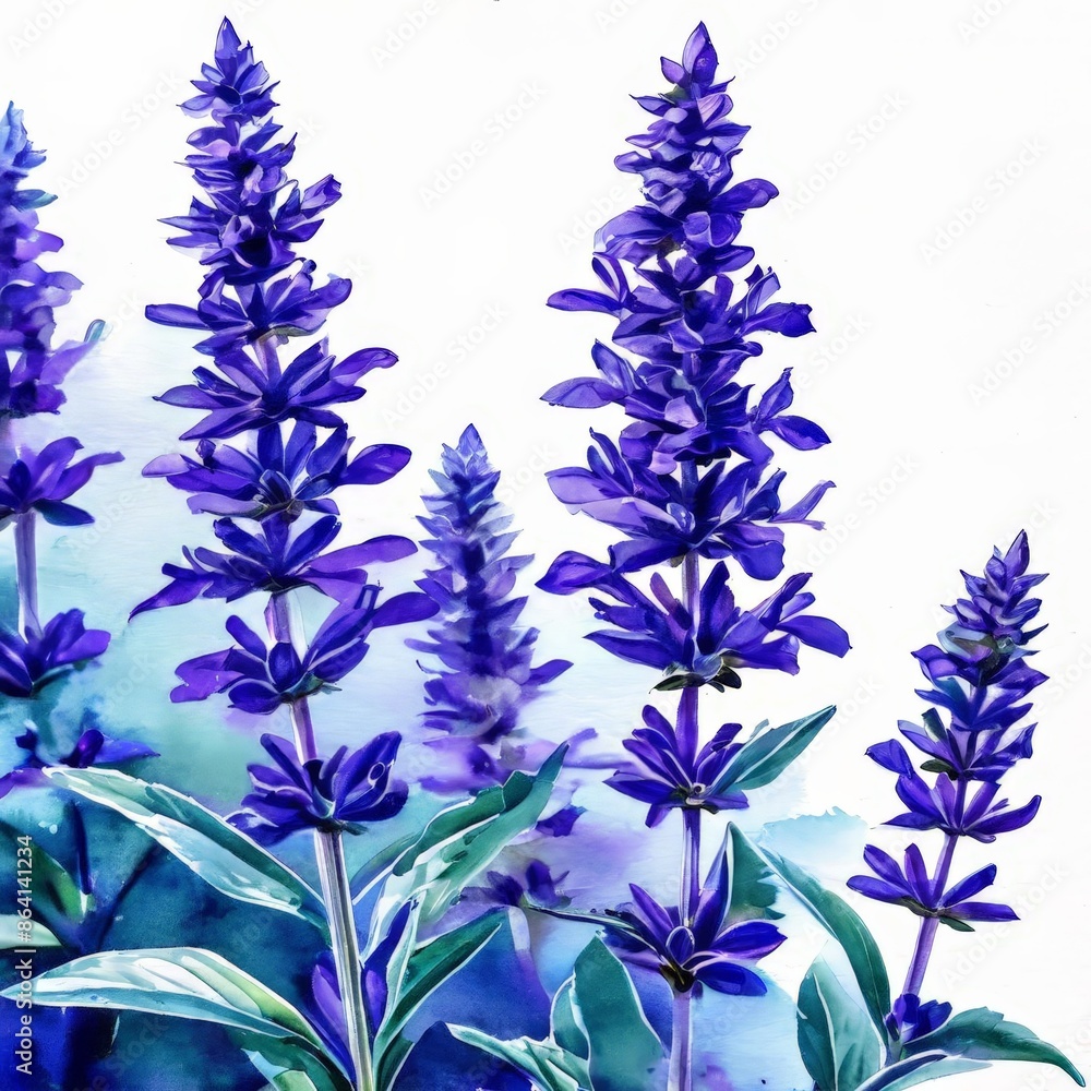 Fototapeta premium Purple Watercolor Flowers.