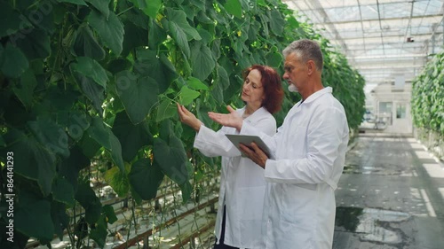 Scientists, laboratory workers, and greenhouse employees are studying the growth of cucumbers in modern greenhouse and the yield of cucumber plants. Food safety, industrial vegetable growing.