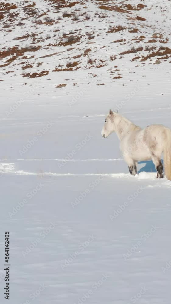 Aerial view of beautiful snow forrest during winter Aerial view of beautiful snow forrest during winter