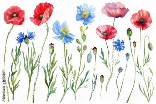 Watercolor illustrations of meadow wildflowers with poppies, cornflowers, tansies, shepherd's purse, wild herbs for delicate, botanical, romantic, organic, rustic, boho projects © Mark