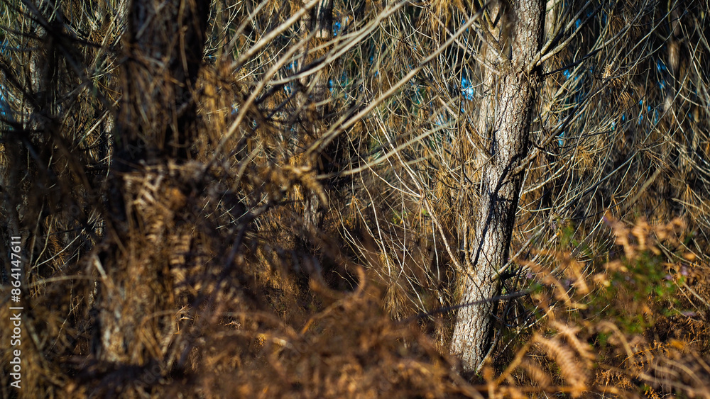 Fototapeta premium Forêt des Landes de Gascogne, en automne