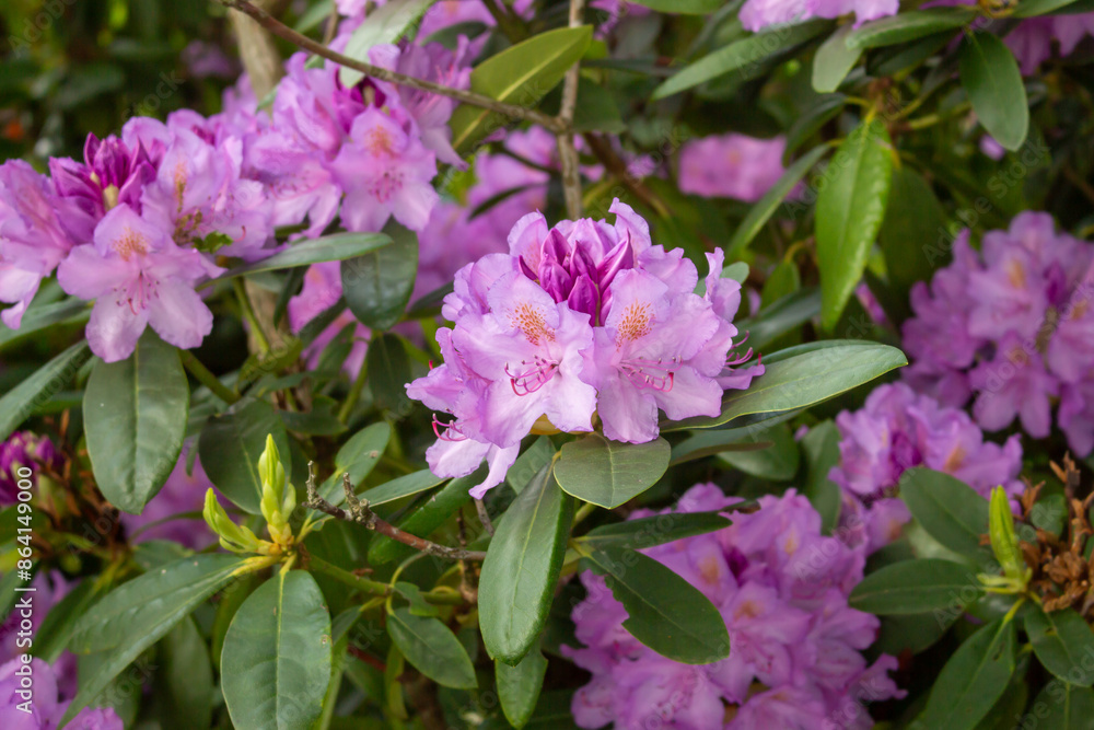 Rhododendron blooming flowers in the spring garden. Pacific rhododendron. Pink California rosebay. Evergreen shrub. Hybrid Pontic Rhododendron in springtime. Spring flower. Pink Flower petals Rhododendron blooming flowers in the spring garden. Pacific rhododendron. Pink California rosebay. Evergreen shrub. Hybrid Pontic Rhododendron in springtime. Spring flower. Pink Flower petals