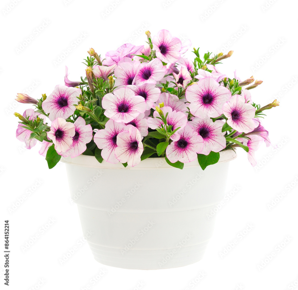 Bouquet of flowers petunia in a pot. Bouquet of flowers petunia in a pot.