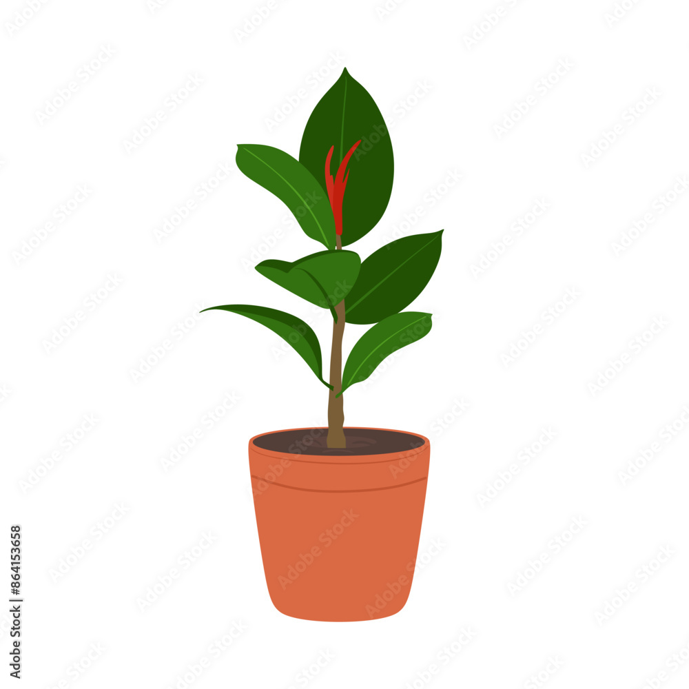 Ficus houseplant in flower pot. Green foliage plant in pot isolated on white background. Indoor, office and house plant for interior decoration. Beautiful houseplant with large leaves. Flat vector Ficus houseplant in flower pot. Green foliage plant in pot isolated on white background. Indoor, office and house plant for interior decoration. Beautiful houseplant with large leaves. Flat vector
