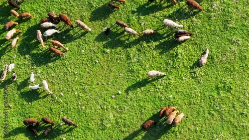 Aerial view captures a colorful scene of sheep grazing on a sunny day in a lush green pasture photo