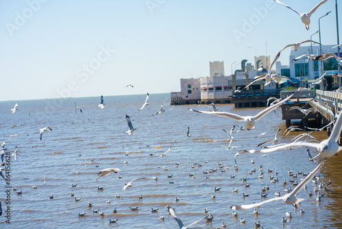 Seagulls bird flying eat food feed by people at Bangpu vacation center photo