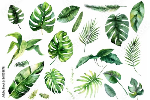 Set of palm leaves painted in watercolor. Jungle illustrations featuring monstera leaves and banana leaves. Tropical green plants. photo