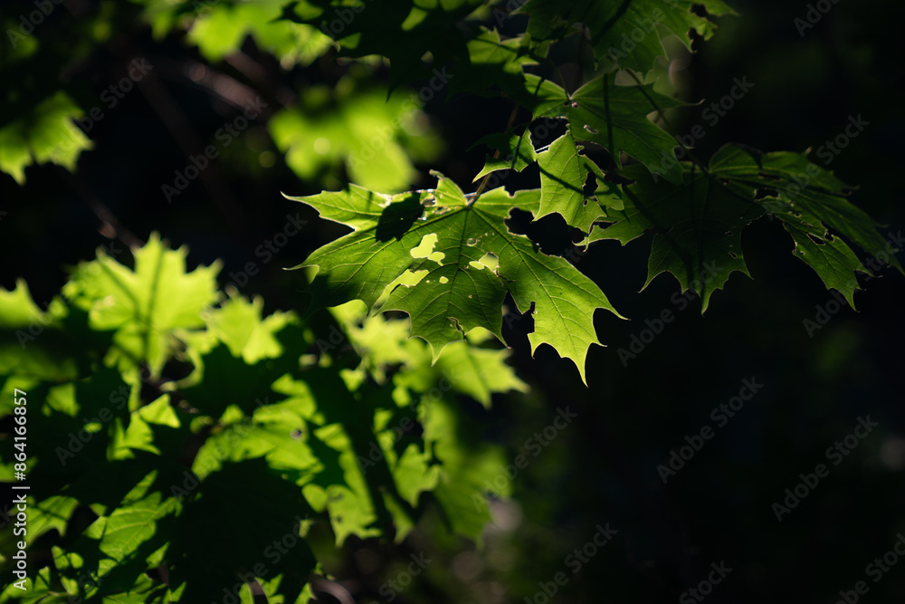Maple leafs in sunlight with dark background close up Maple leafs in sunlight with dark background close up