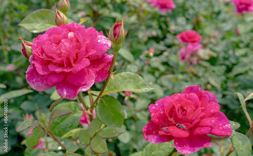 Wallpaper Mural 雨に濡れる赤い薔薇 Torontodigital.ca