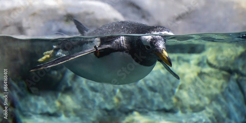 Photos closeup of penguin swimming in tank at aquarium or zoo with view of waterline