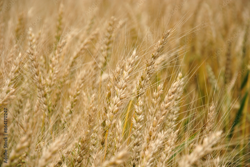 golden wheat field in summer. ears of corn in the field background. selective focus golden wheat field in summer. ears of corn in the field background. selective focus