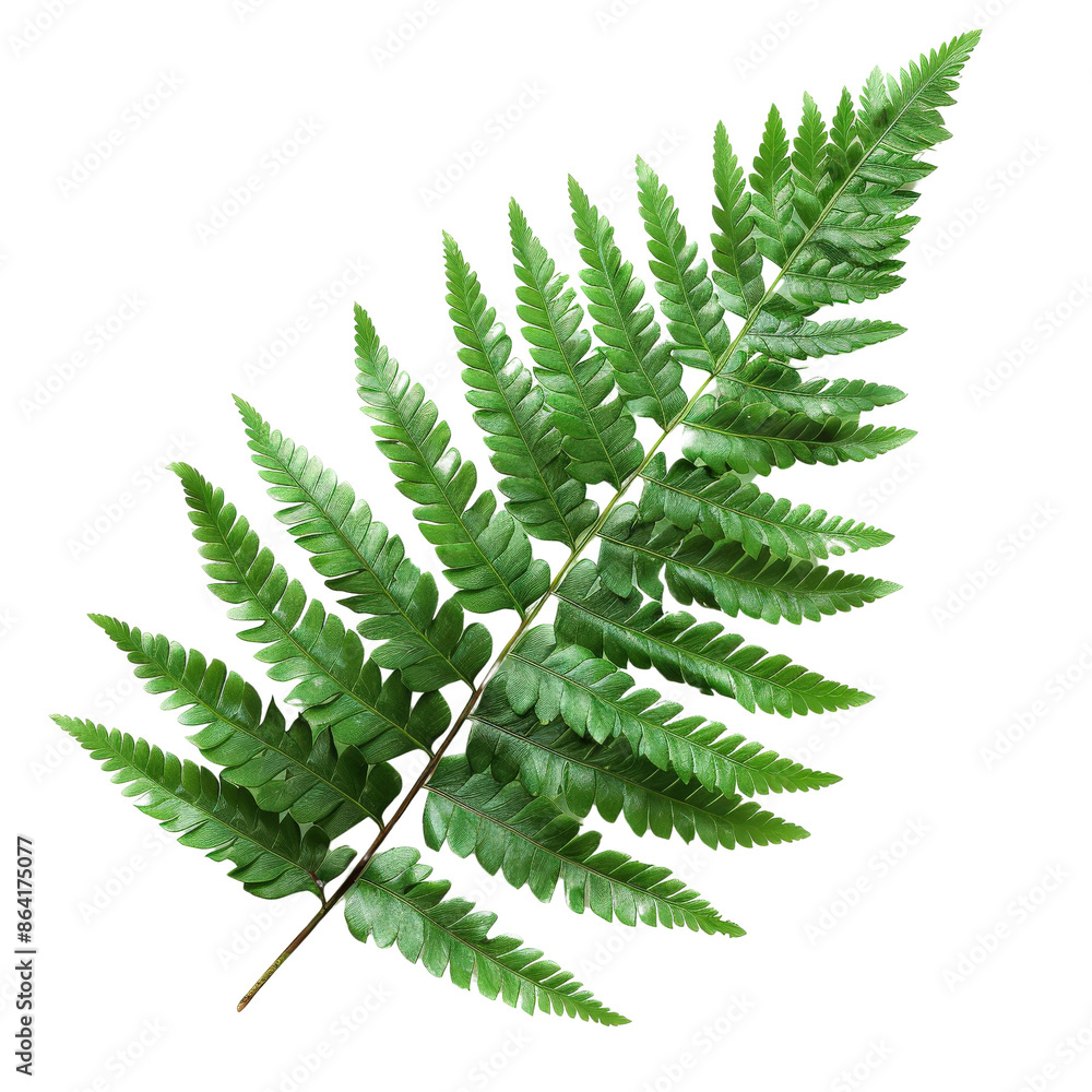 Close-up of a single green fern leaf isolated on a white background, showcasing its natural beauty and intricate details. Close-up of a single green fern leaf isolated on a white background, showcasing its natural beauty and intricate details.