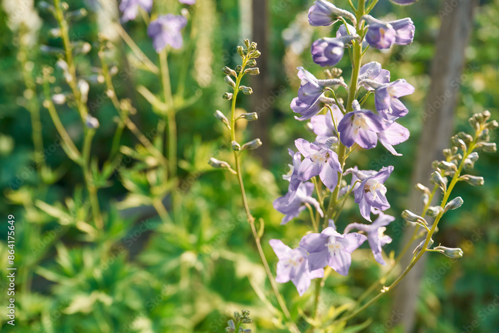 Beautiful plants or flowers in the greenhouse Beautiful plants or flowers in the greenhouse