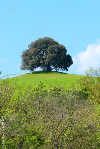 Tuscany Tree 