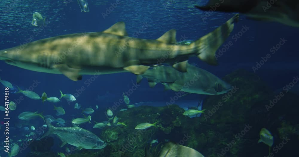 Sharks at the Toronto City Aquarium, Canada. This aquarium offers a unique opportunity to see a shark up close and admire its power and grace. Sharks at the Toronto City Aquarium, Canada. This aquarium offers a unique opportunity to see a shark up close and admire its power and grace.