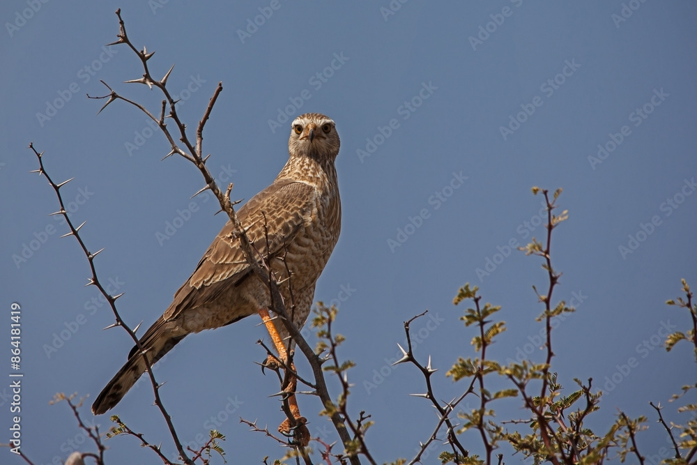 Southern Pale Chanting Goshawk Merielax canorus Juvenile 4514