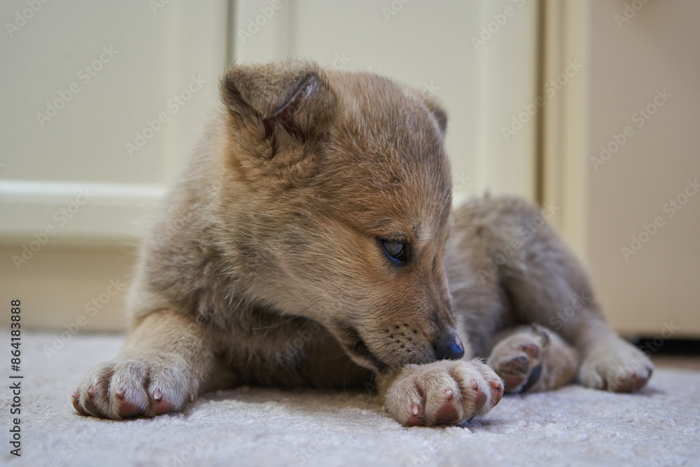 puppy licks and bites the paw, puppy itchy paw, dog fleas, puppy in the
