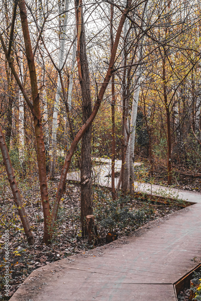 Naklejka premium Forest with path