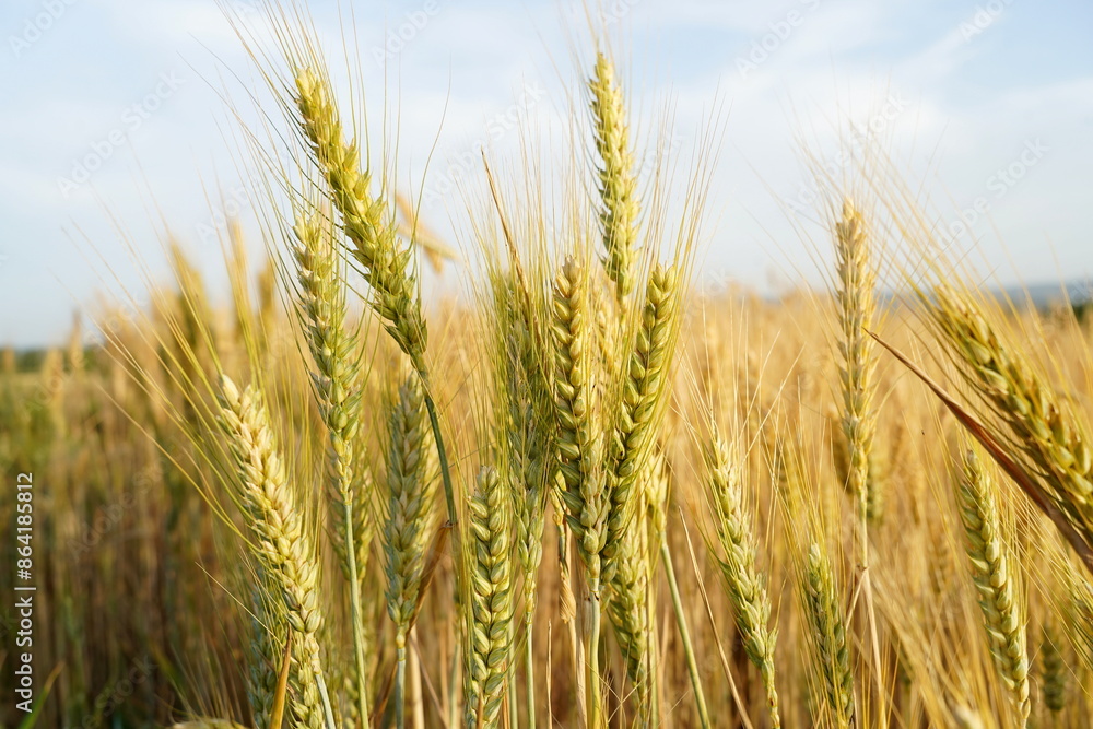Golden wheat field in summer
Golden wheat field in summer