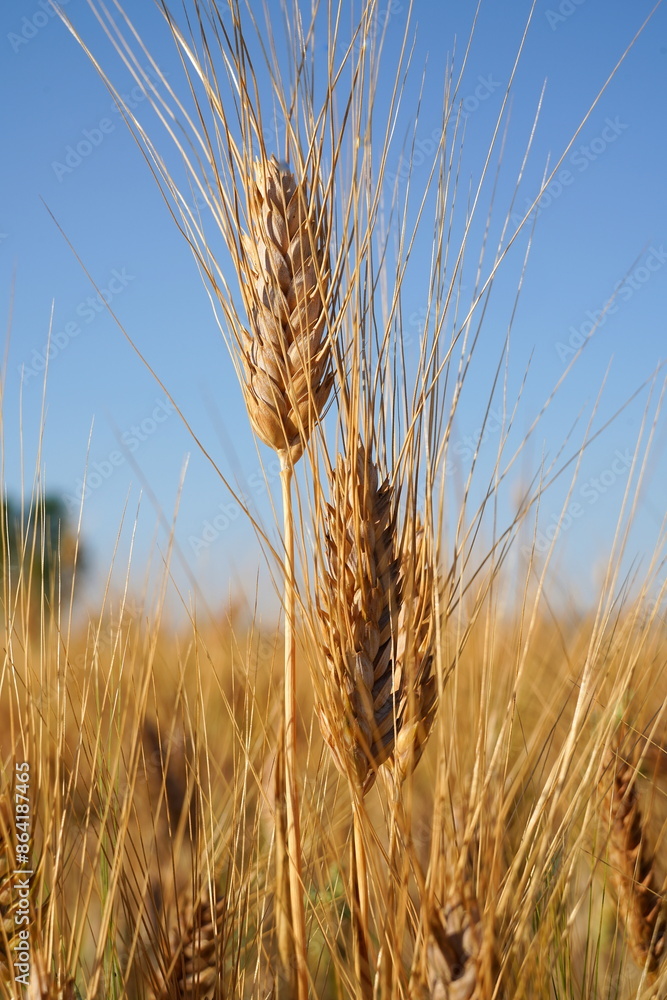 Golden wheat field in summer

