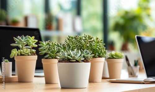 Succulents on a Wooden Desk in a Modern Office